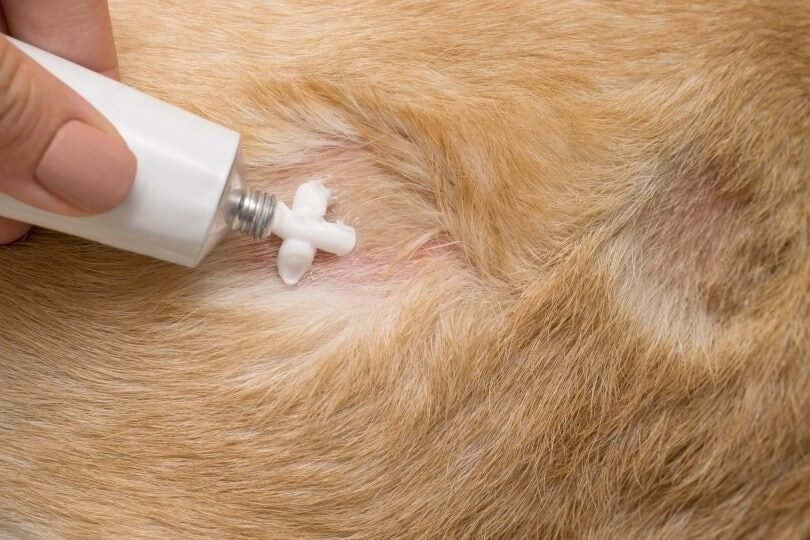 Applying antibiotic ointment on a dog cut