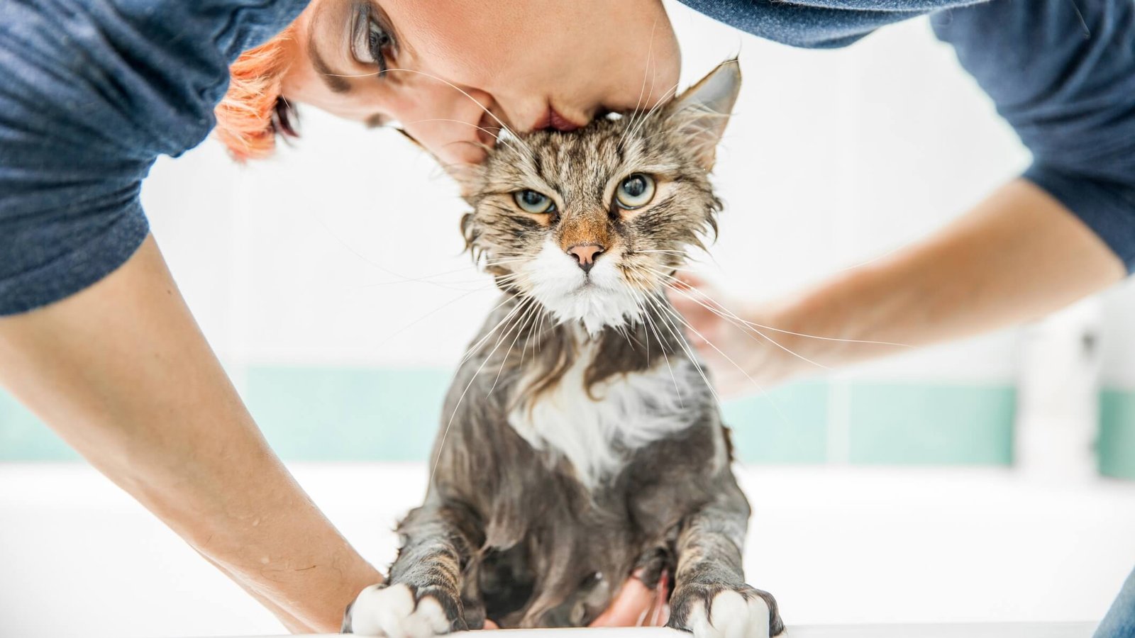 Bathing your long-haired cat 