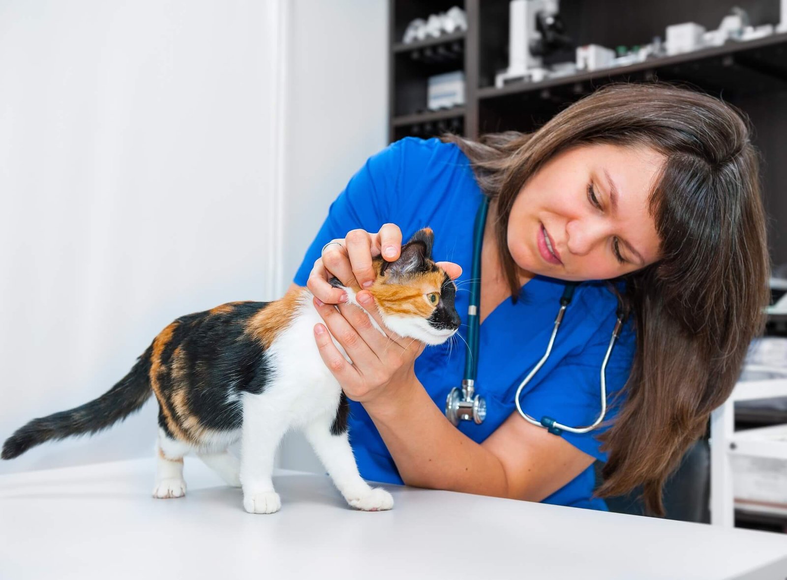 Calico cats need regular vet visits, proper grooming, and a balanced diet