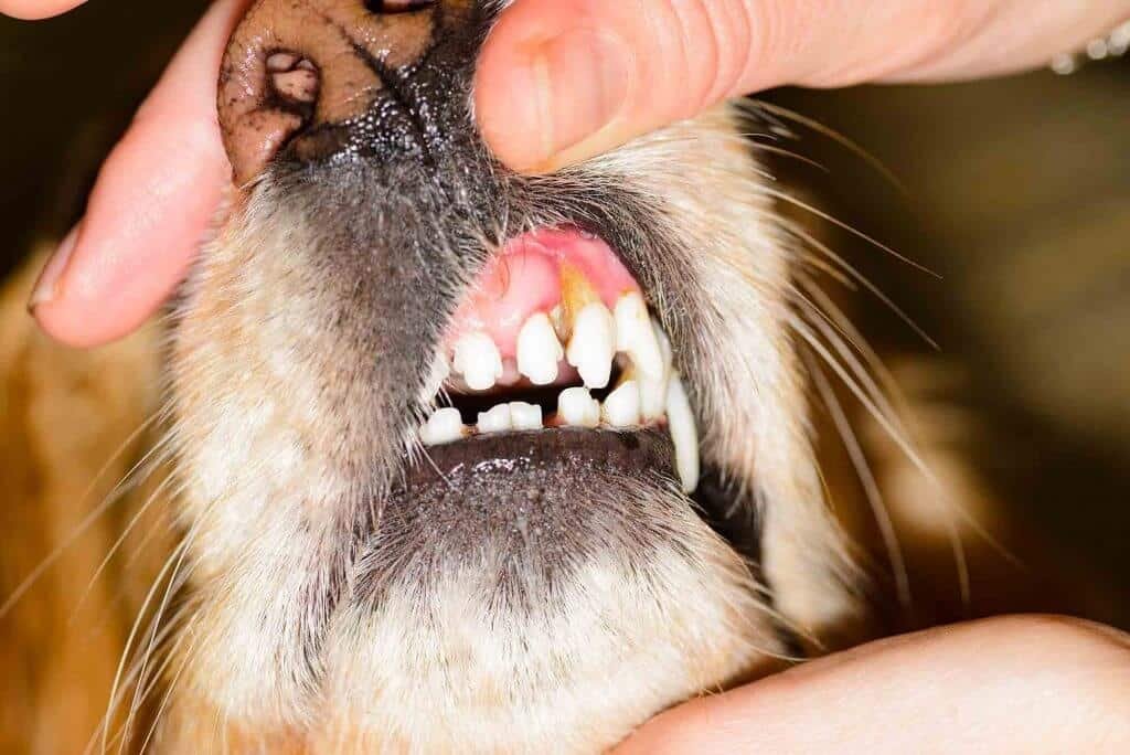 Common Dental Problems in Dogs