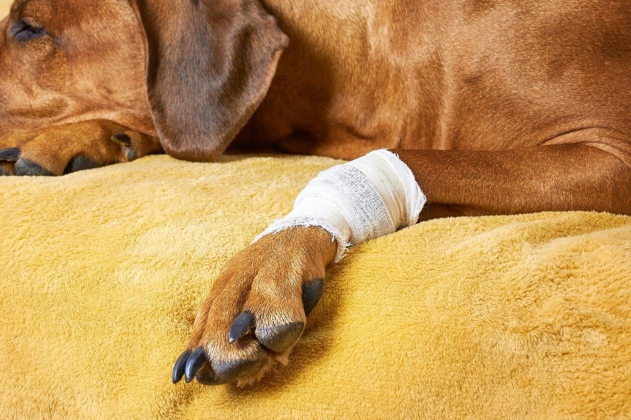 Creating a Safe and Comfortable Environment for broken leg dog