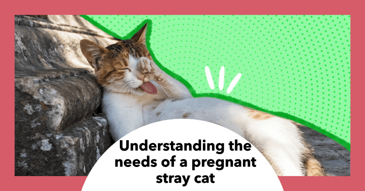 How To Care For A Pregnant Stray Cat