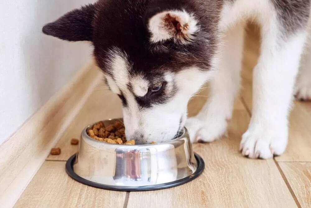 Diet and Nutrition for a Husky Dog