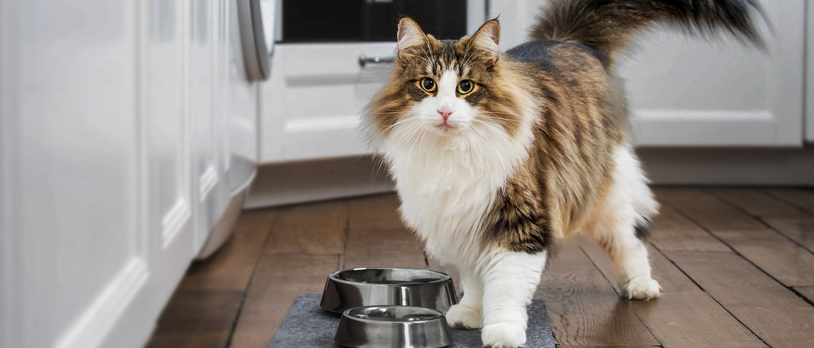 Diet for long-haired cat