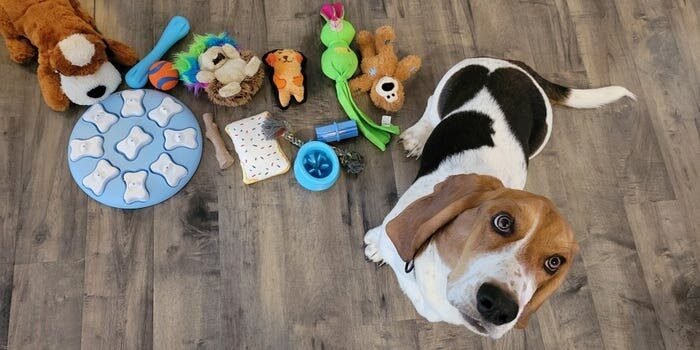 Dog toys are not just fun - they can also be educational