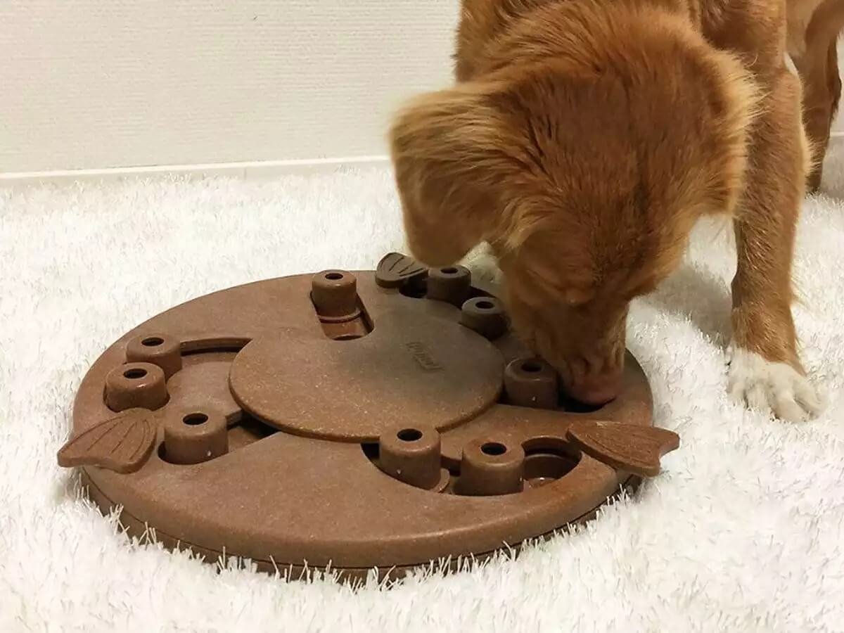 Dogs can gain problem-solving skills with educational toys