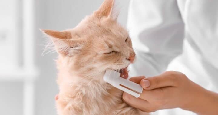 Ensuring dental hygiene for a cat with no teeth