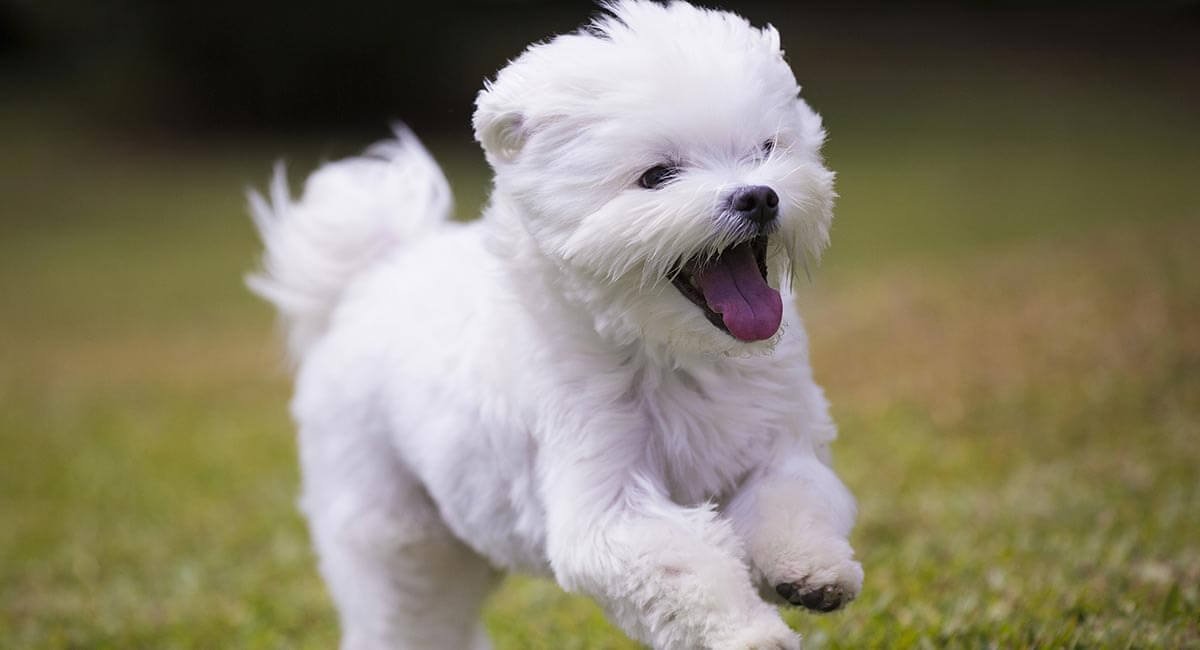 Exercise and Physical Care Maltese Dog