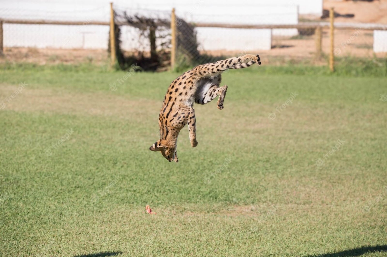 Exercise are very important for the health of your serval cat