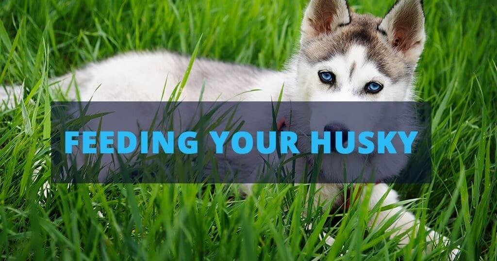 Feeding Schedule and Dietary Considerations for a Husky Dog