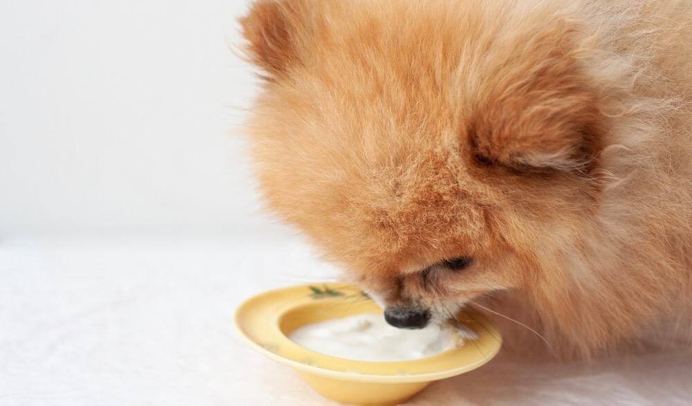 Feeding a Pomeranian Dog
