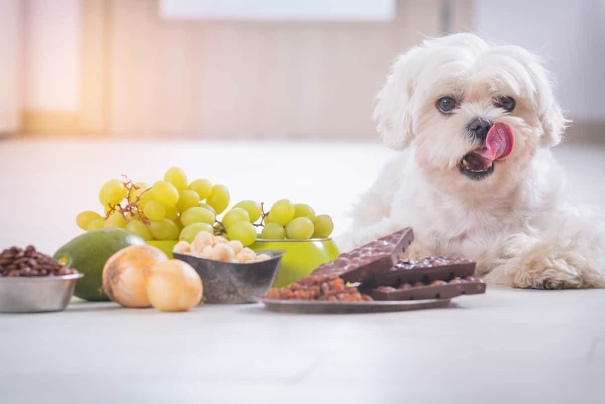 Feeding and Nutrition for Maltese Dogs