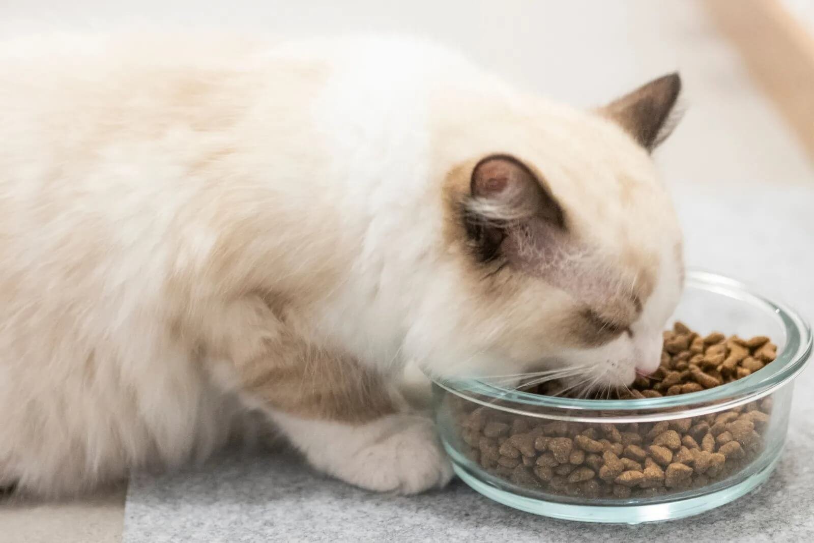 Feeding and Nutrition for the Ragdoll Cat