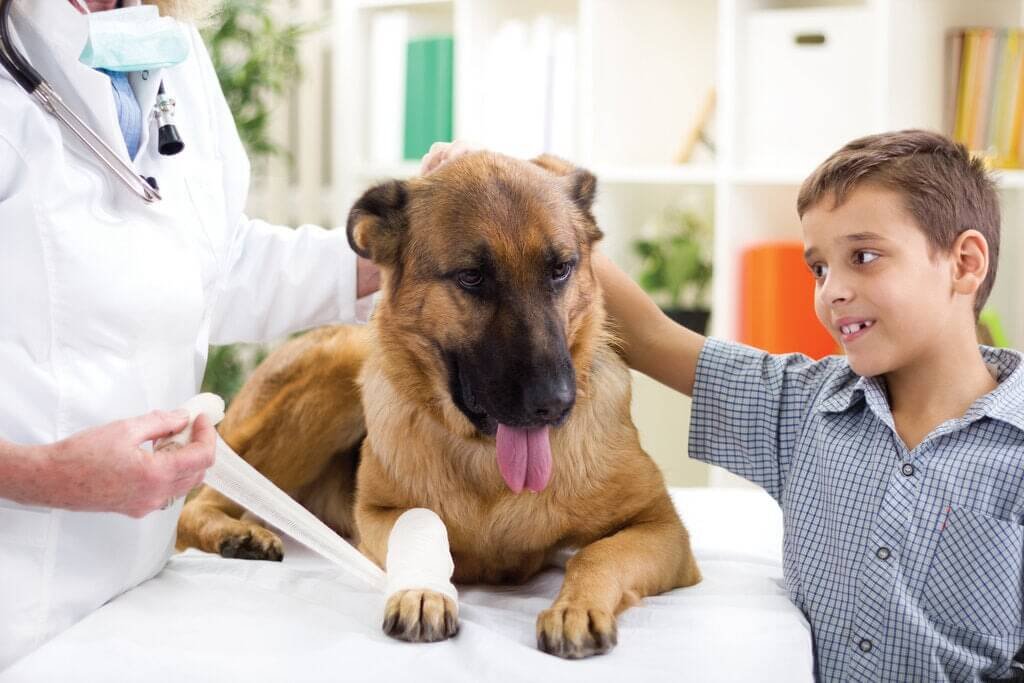 Finding a Reliable Veterinarian for A dog with broken leg 