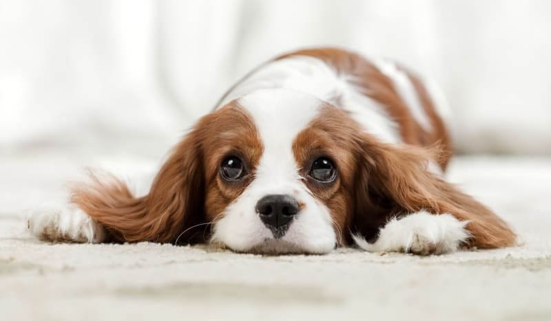Give your pup a relaxing space away from too much noise and activity