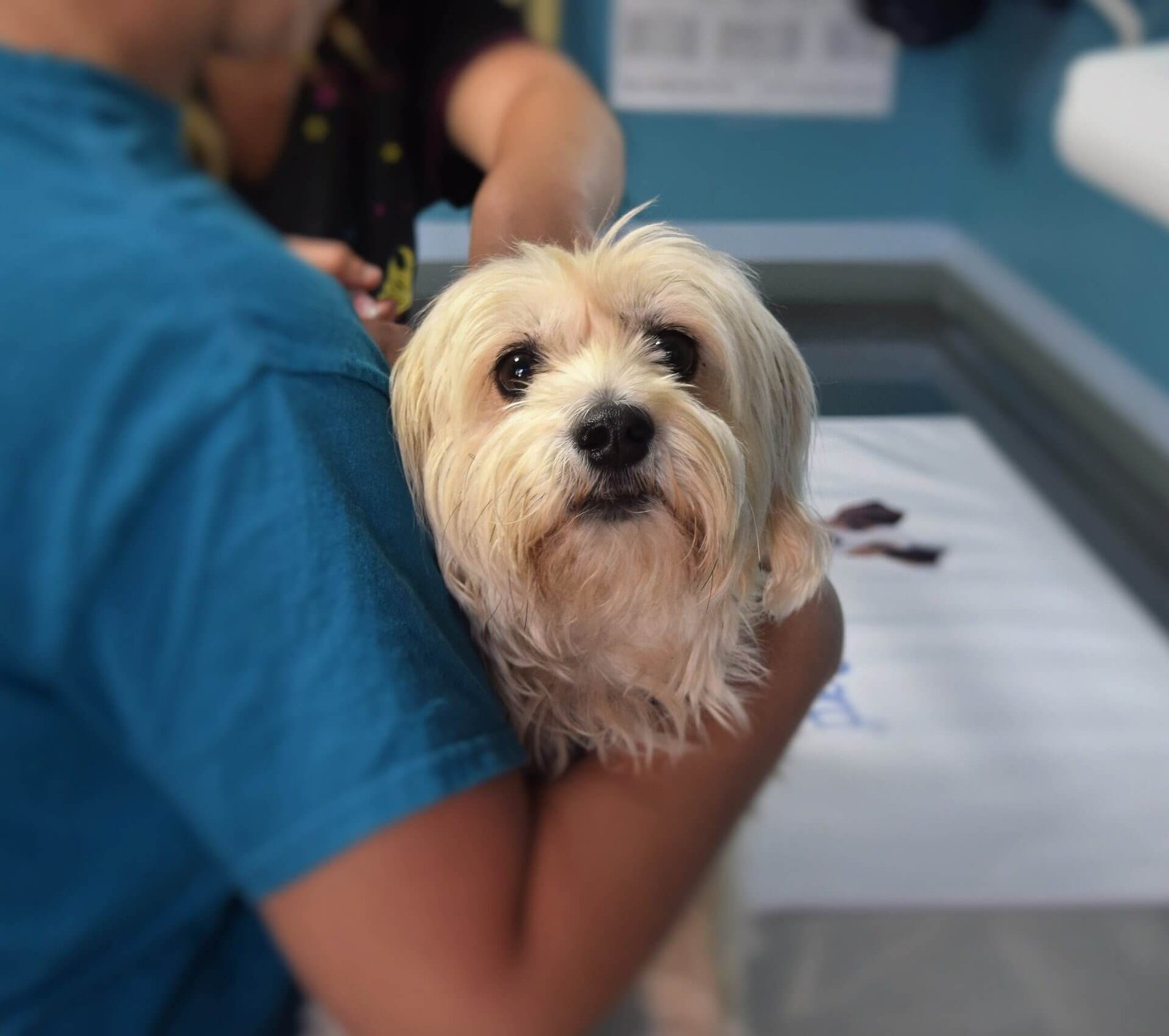 Health and Veterinary Care Maltese Dog