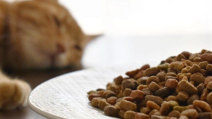High-quality dry food for Serval cats