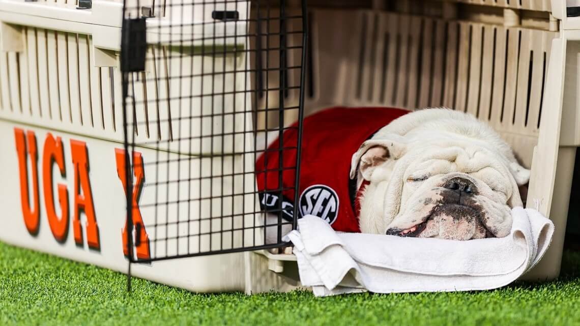 How Uga is chosen and cared for