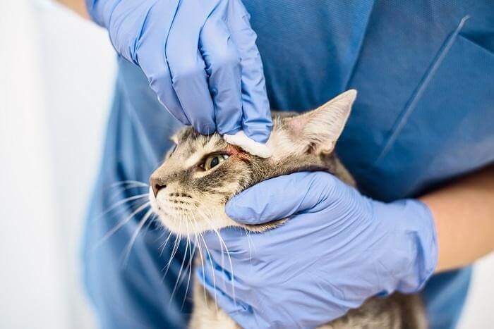 How to clean a cat's wound?
