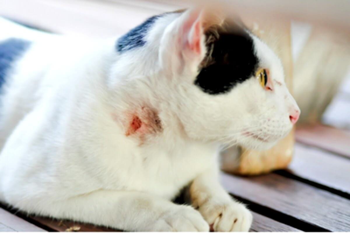 Identifying signs of infection of cat wound