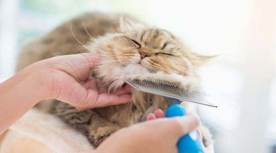 Long-haired cat's fur needs daily brushing 