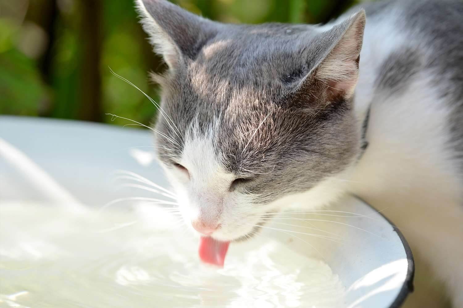 Make sure there's fresh water at all times for cat