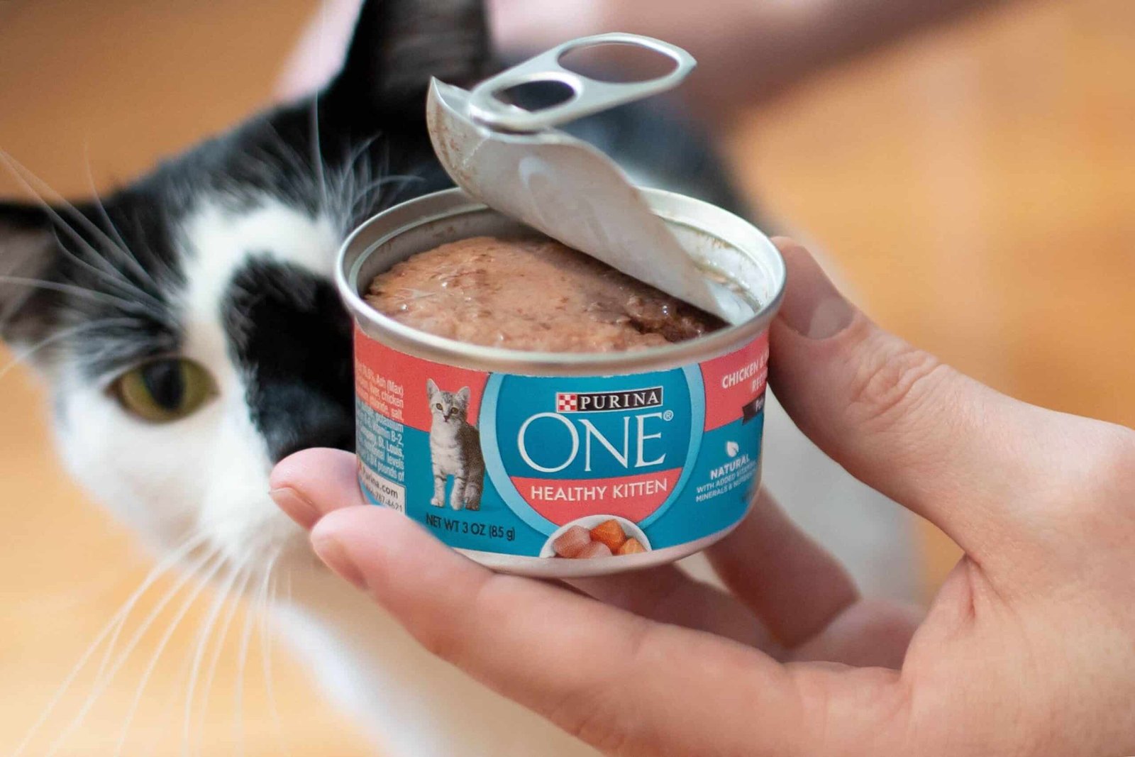 Pick soft, wet food for a cat with no teeth