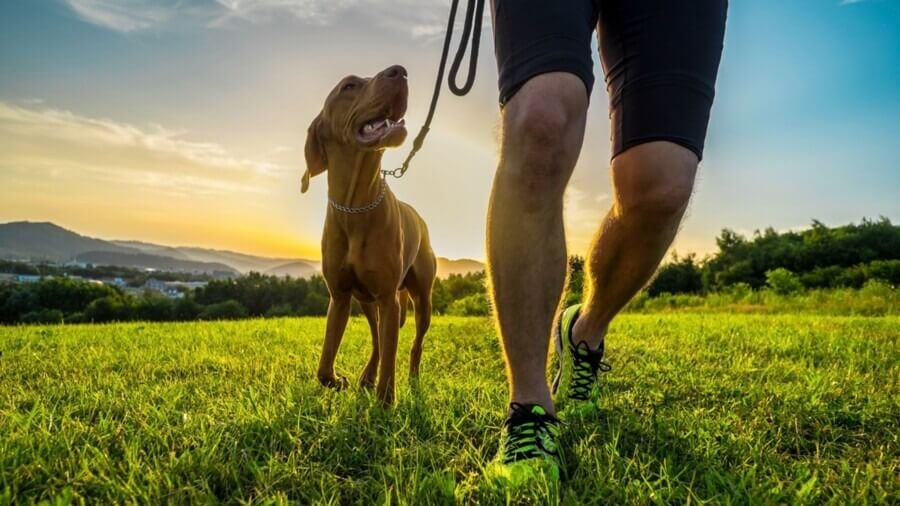 Playing and exercising regularly with your malnourished pup