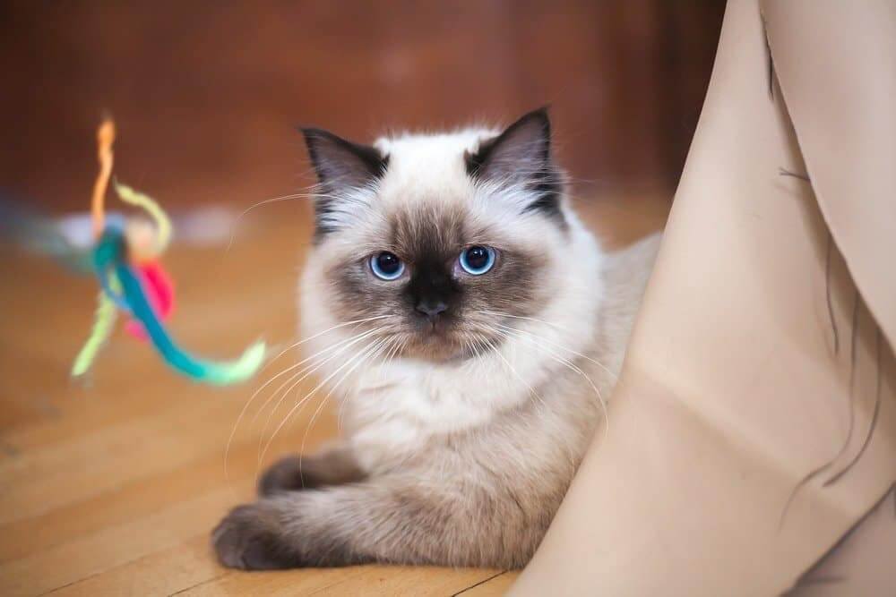 Playtime keep ragdoll cat healthy and happy