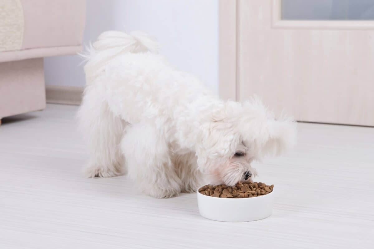Preparing Your Home for a Maltese Dog