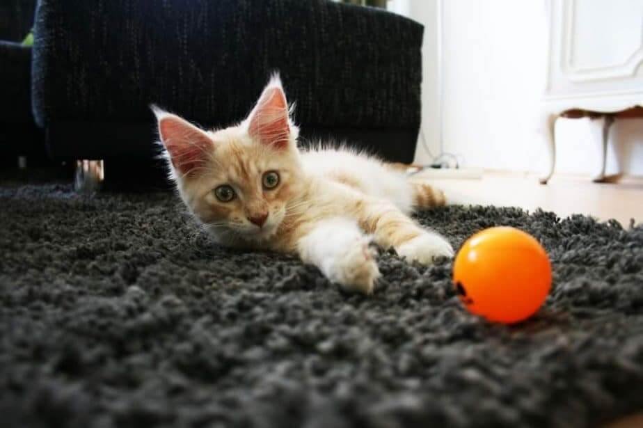 Provide interactive toys, puzzles and playtime for Maine Coons
