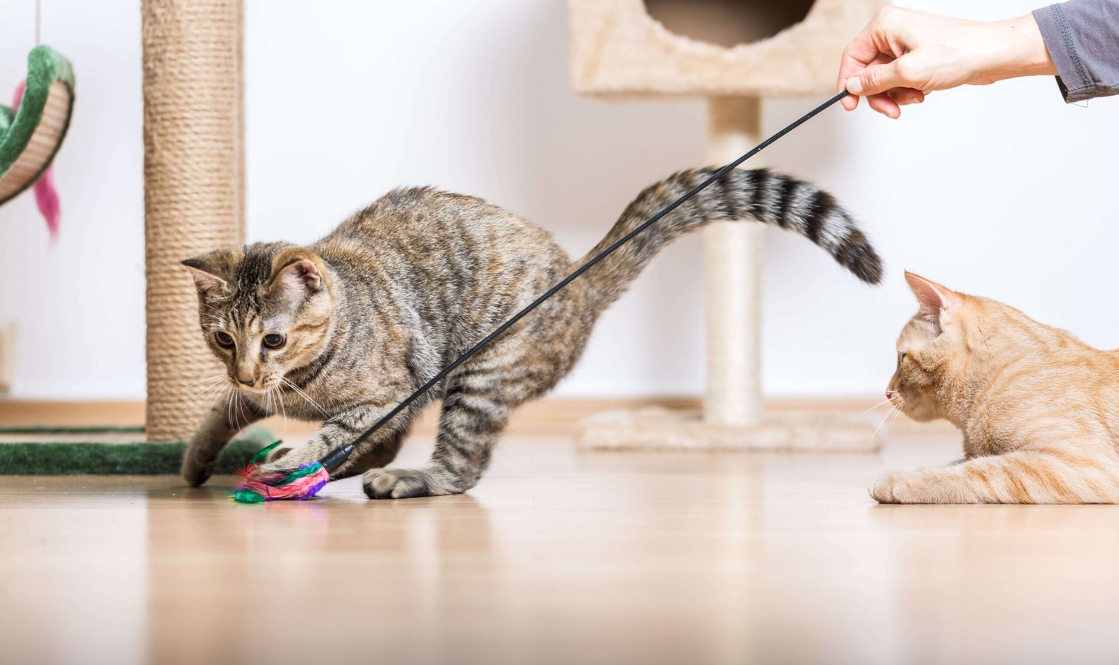 Providing Enrichment and Toys for cat