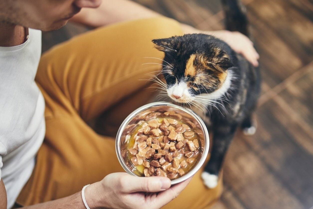 Providing Proper Nutrition and Hydration for a Dying Cat