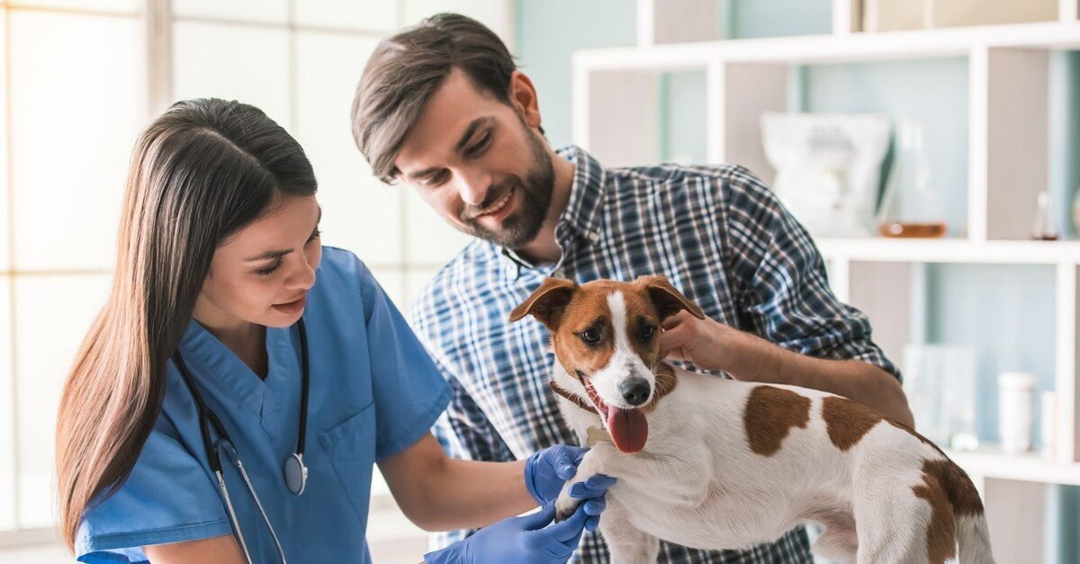 Regular Check-ups with the Veterinarian