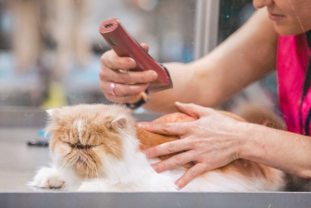Regular grooming and inspection of the cat's skin