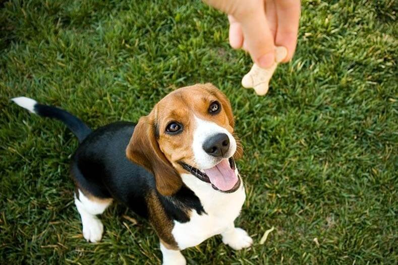 Reward good behavior using positive reinforcement for an abused dog