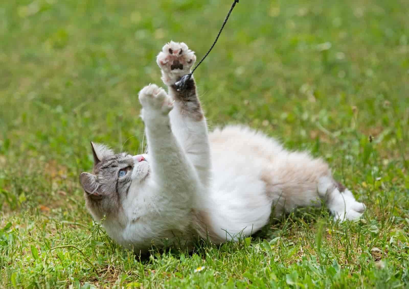 Training and guiding Ragdoll cat's behavior