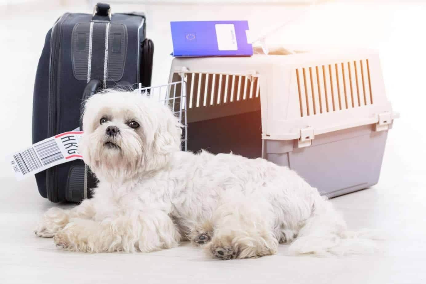 Traveling with a Maltese Dog