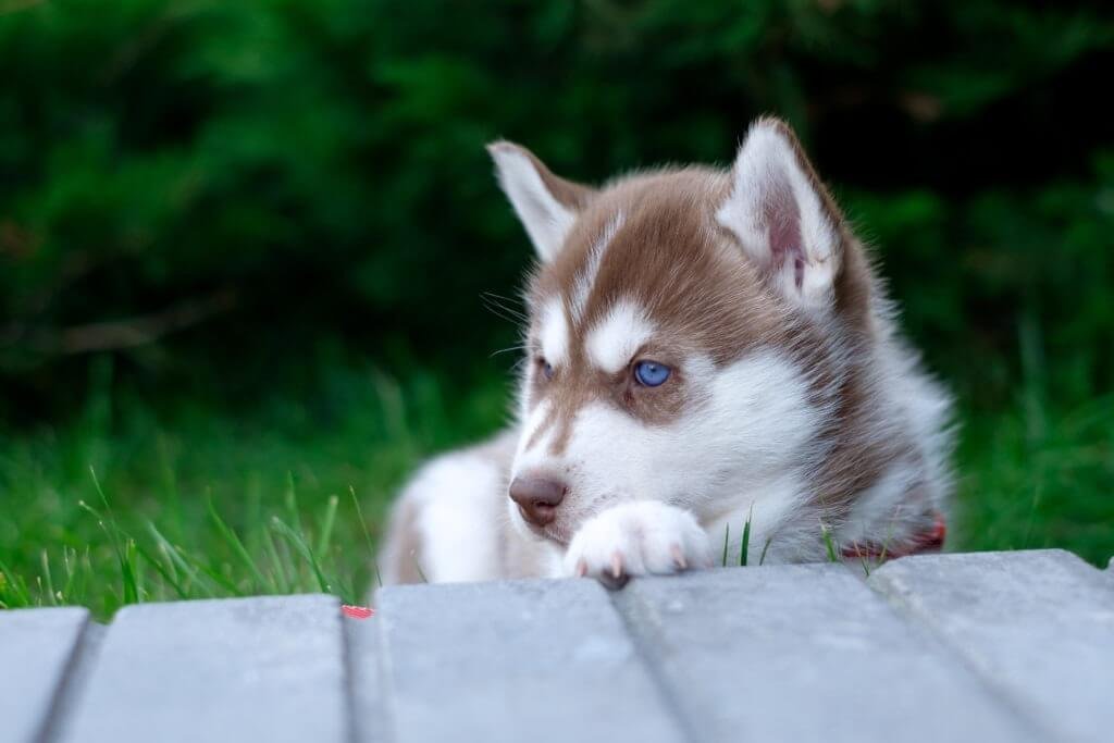 Understanding Your Husky Dog's Unique Personality