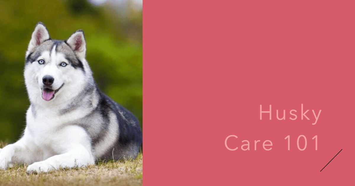 Understanding the needs of a husky dog