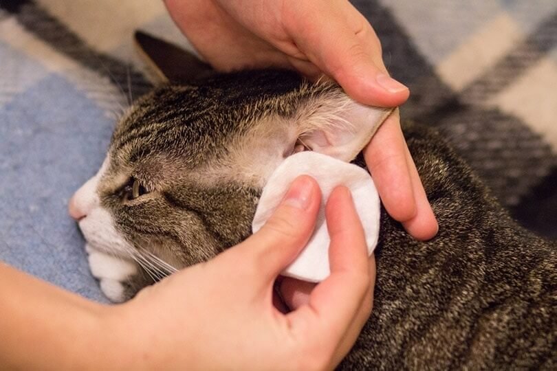 Using gauze pads to gently clean the cat wound