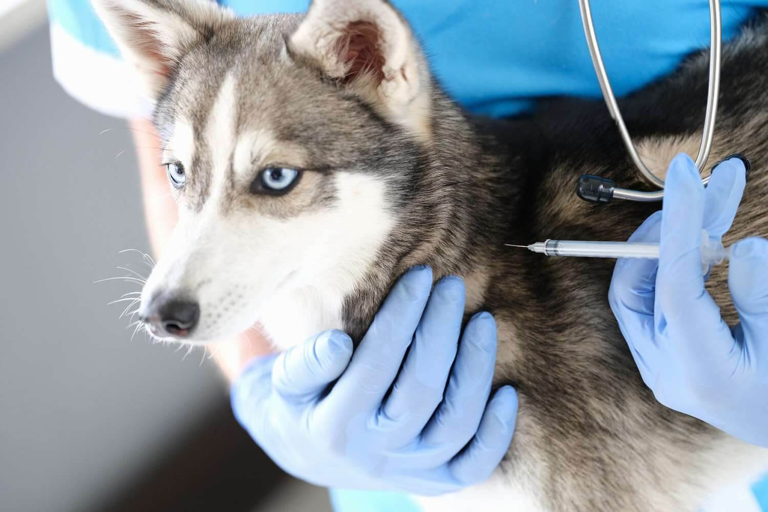 Vaccinations and Preventative Medications for a Husky Dog