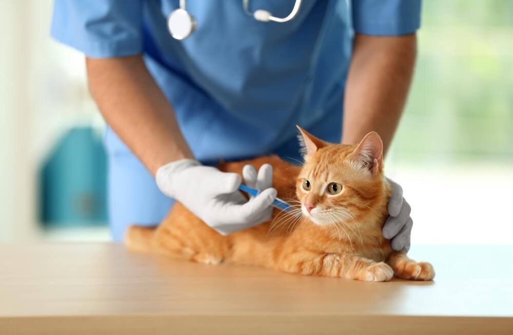 Vaccines for a cat with Manx Syndrome