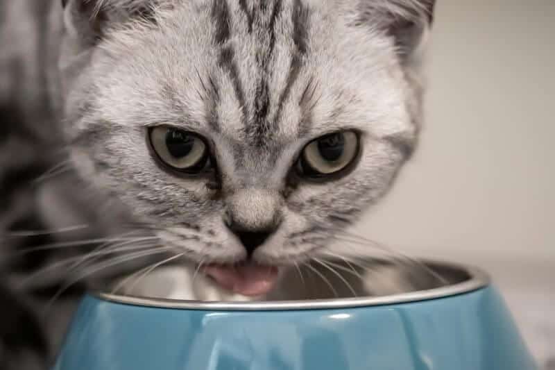 Wet food for a cat with no teeth