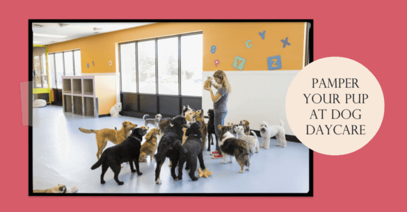 how-much-does-dog-day-care-cost