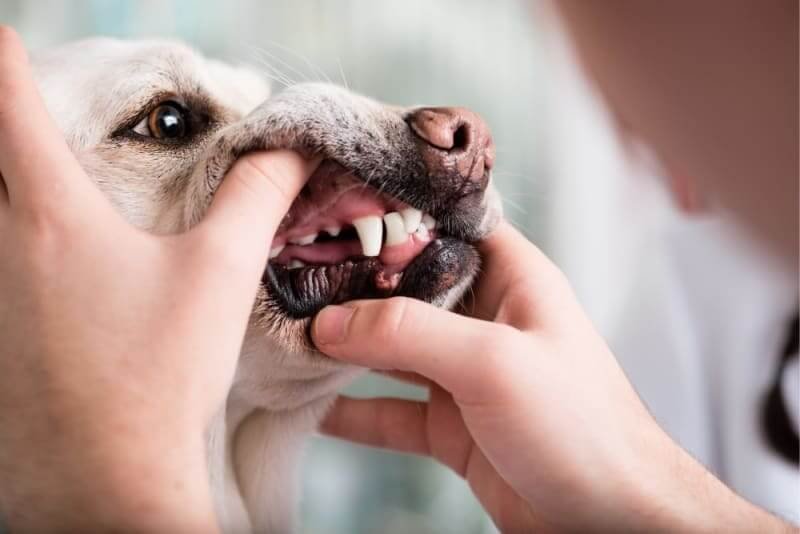 When to Start Dog Dental Care