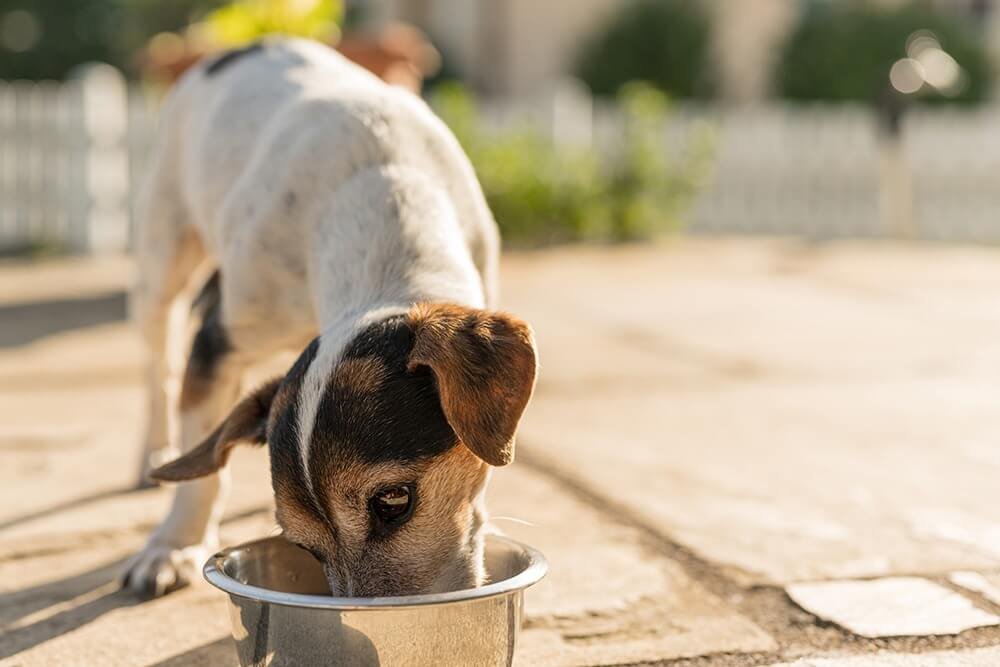 Your malnourished pup must always have access to fresh drinking water
