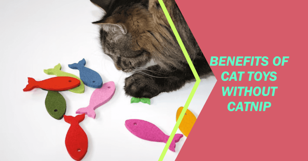 Benefits of Cat Toys Without Catnip