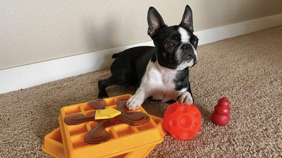 Benefits of Dog Thinking Toys