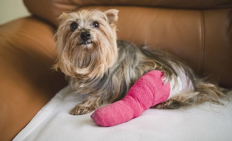 caring for a pup with a broken leg needs lots of attention and patience